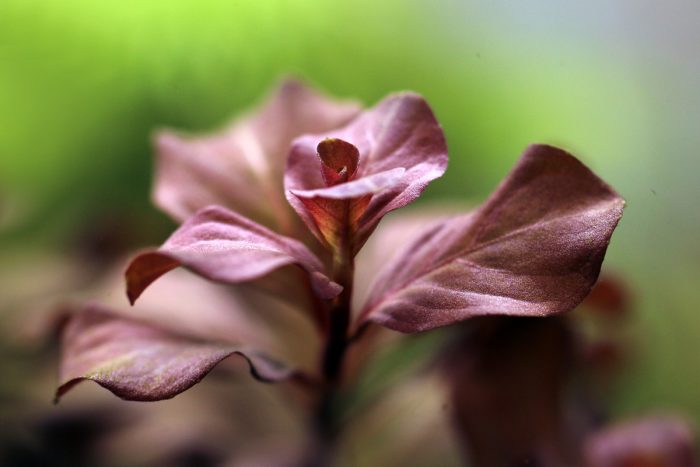 Ludwigia-Ovalis-Pink