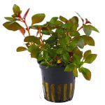 Aquarium Plants