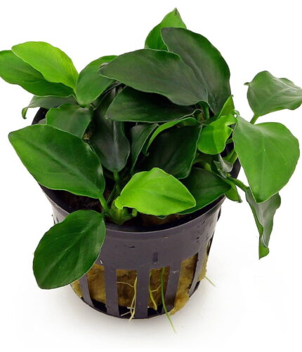 anubias