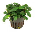 Bucephalandra wavy Green