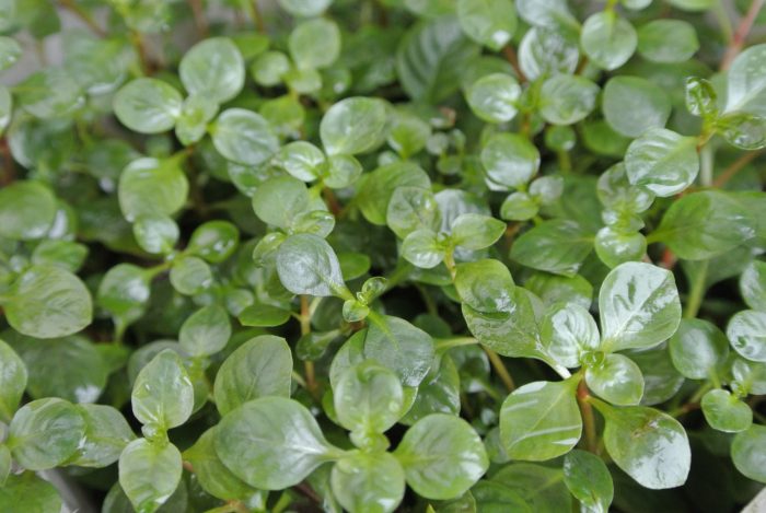 il_fullxfull.1023023521_56yn