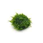 Mini Christmas Moss