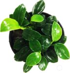 Anubias Nana Petite