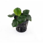 ANUBIAS BARTERI 'COIN LEAF' (Regular Pot)