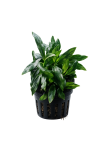 Anubias Dragon Claw