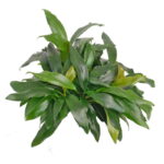 Anubias Dragon Claw