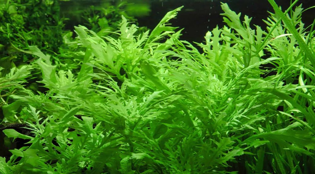 Water Wisteria (Hygrophila Difformis) - Live Aquarium Plant Bunch - Easy Grow