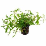 Hygrophila polysperma 'Tiger'