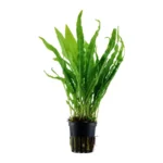 Microsorum pteropus | Java Fern