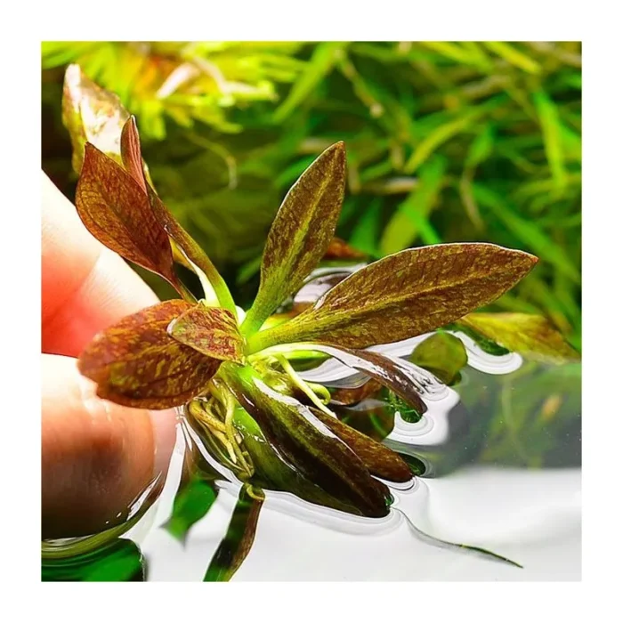 echinodorus-little-mystery-