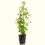 Ludwigia Repens