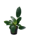 Anubias Gracilis