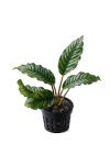 Anubias coffefolio