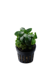 Anubias nana Bonsai