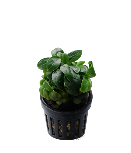 Anubias nana Bonsai