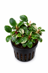 Bucephalandra pink marble variegated