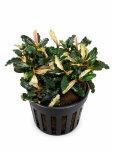 Bucephalandra Pink Martini