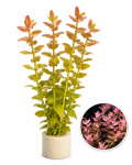 Bacopa Caroliniana 'Colorata'