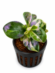 Anubias Stardust