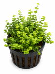 Lysimachia nummularia 'Aurea'