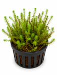 Myriophyllum Roraima