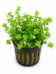Lindernia Rotundafolio Green