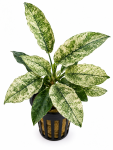 Anubias Pinto