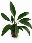 Anubias congnensis