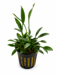 cryptocoryne lucens