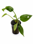 Cryptocoryne pontederiifolia