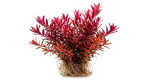 Rotala blood red sg