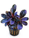 Bucephalandra Red Mini